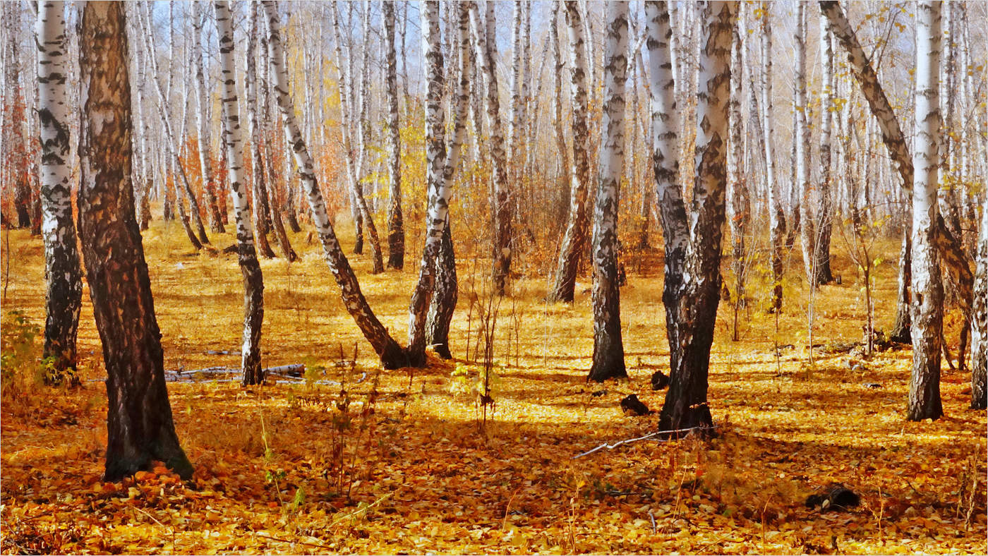 Осени поздней погожий денёк
