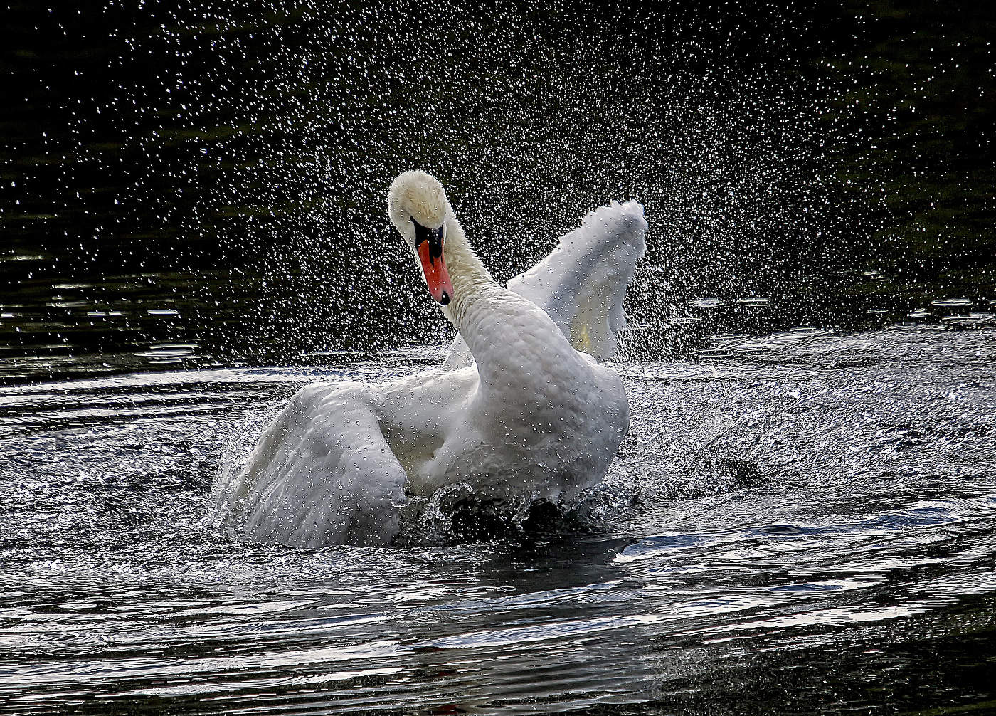 Бьется лебедь средь зыбей,....