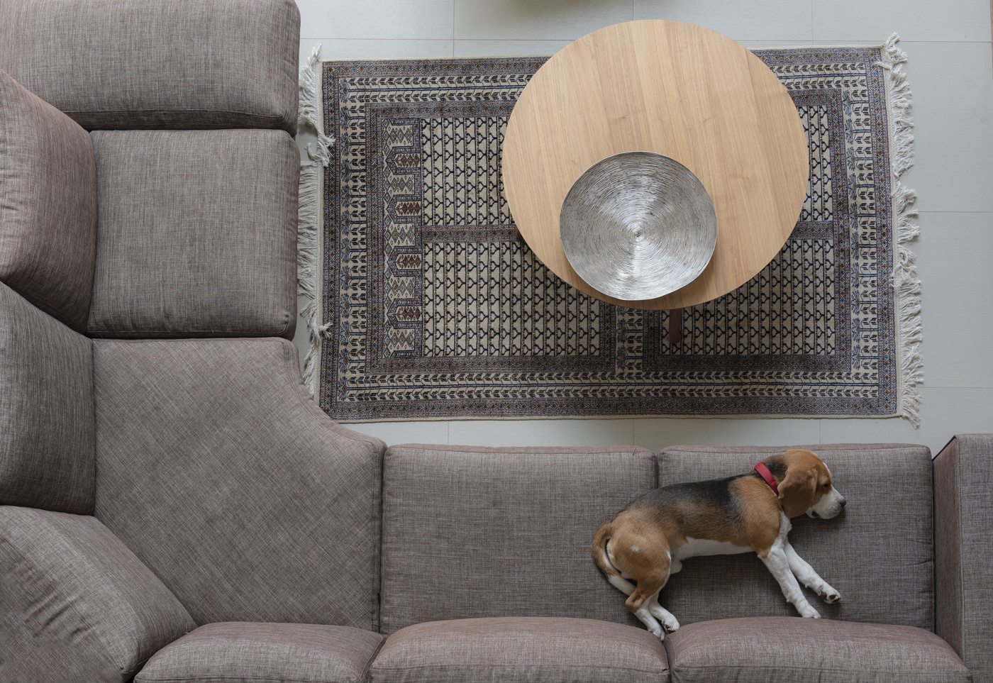 Натюрморт с биглем