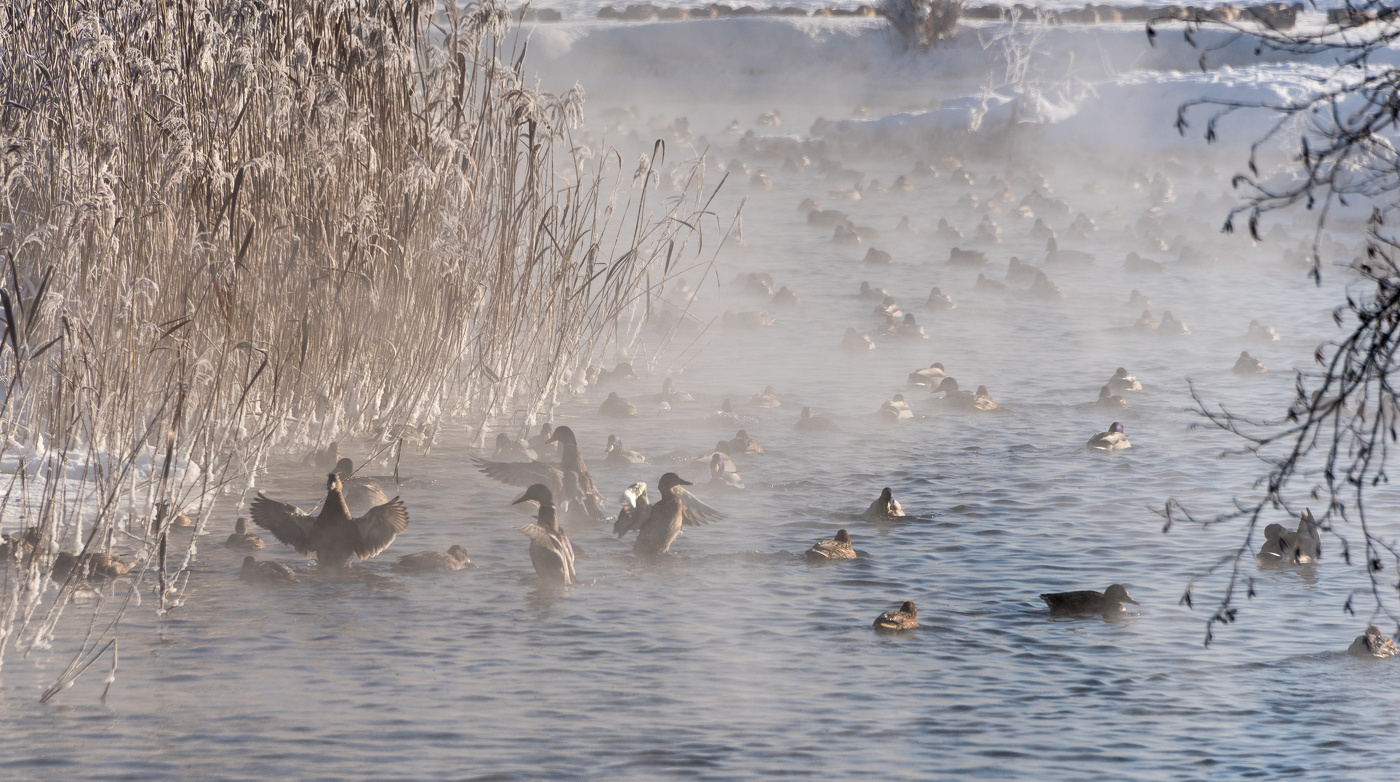 Морозный день.