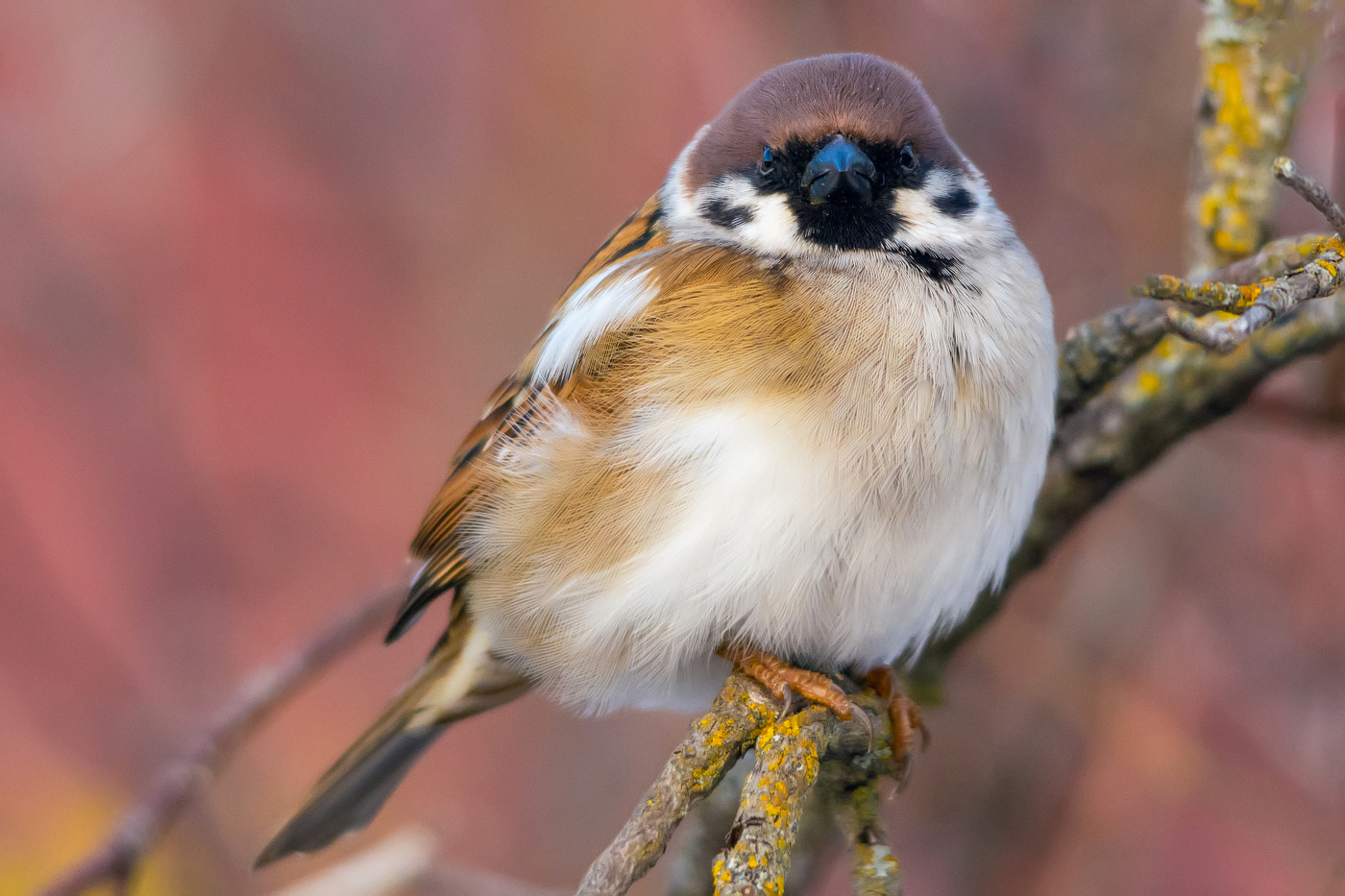 воробей-депутат!))