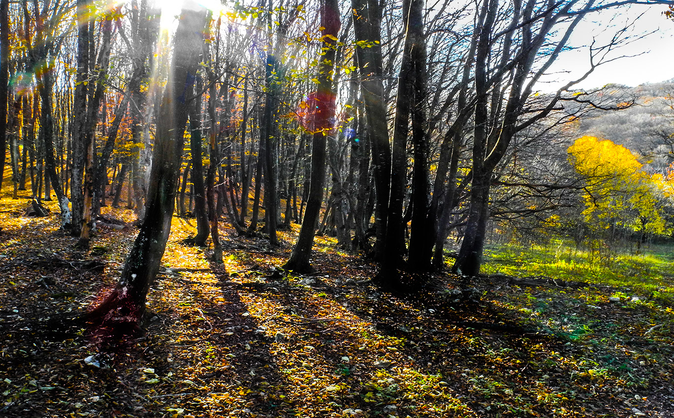 Осенняя мелодия