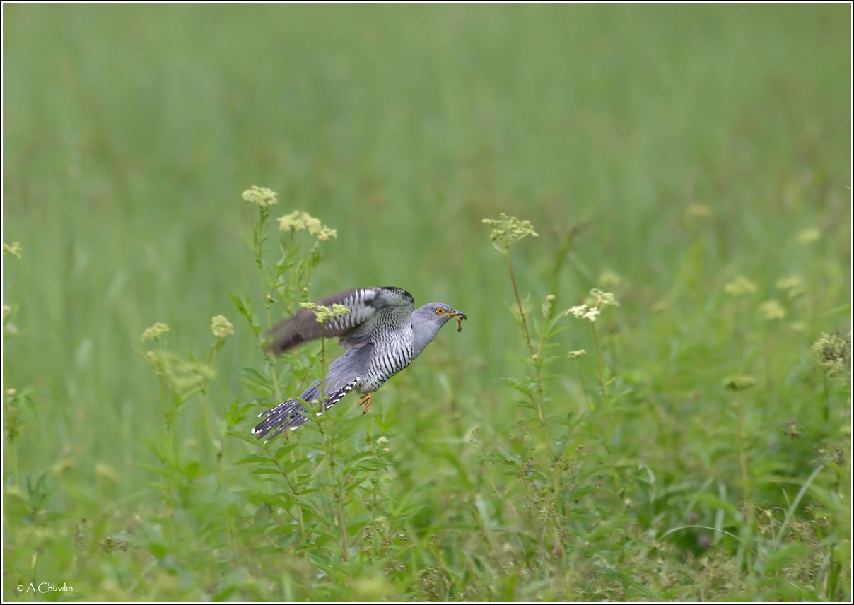Пролетая над гнездом кукушкой )
