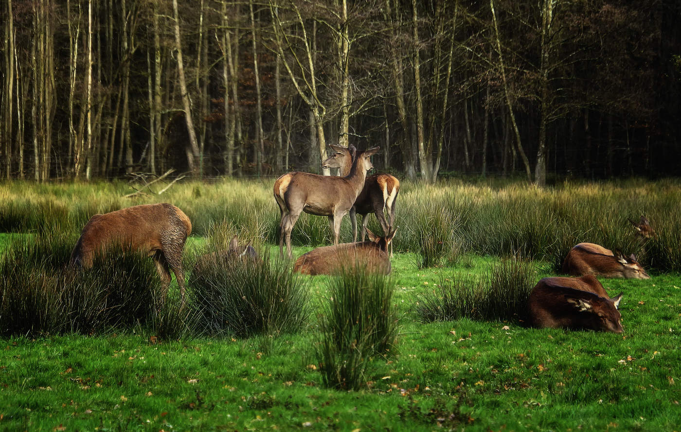 Олени на привале