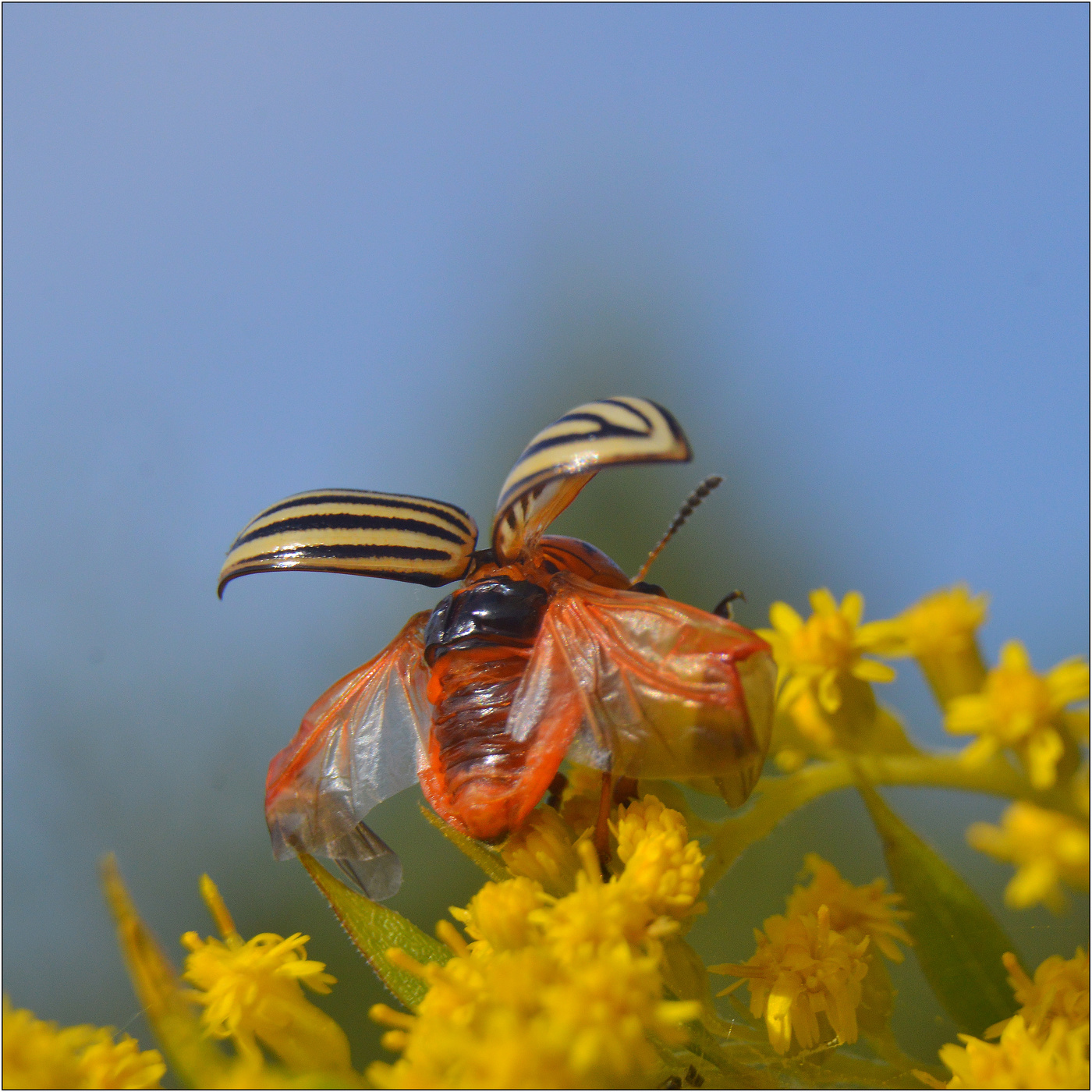Обиделся и улетел.