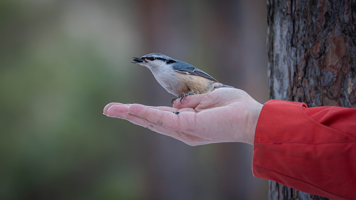 Ручная птичка Поползень! Ест прямо из рук!