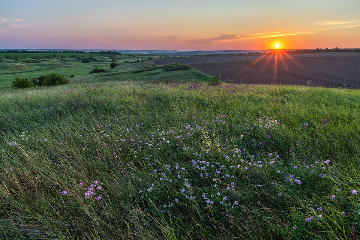 Вязель цветёт