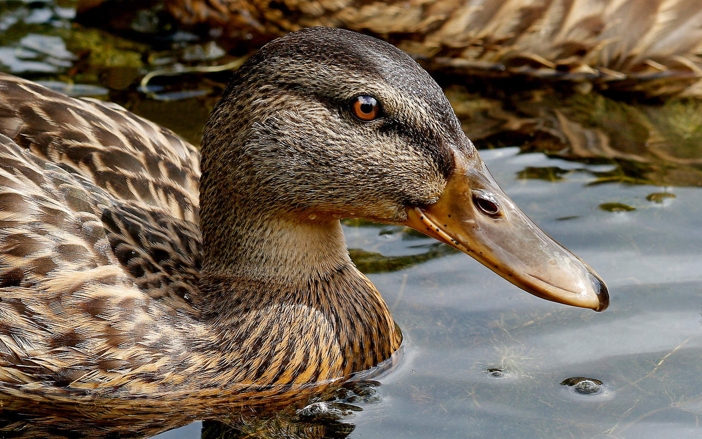 Кряква. Портрет.