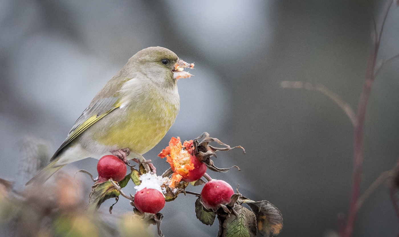 Зимний "ресторан".