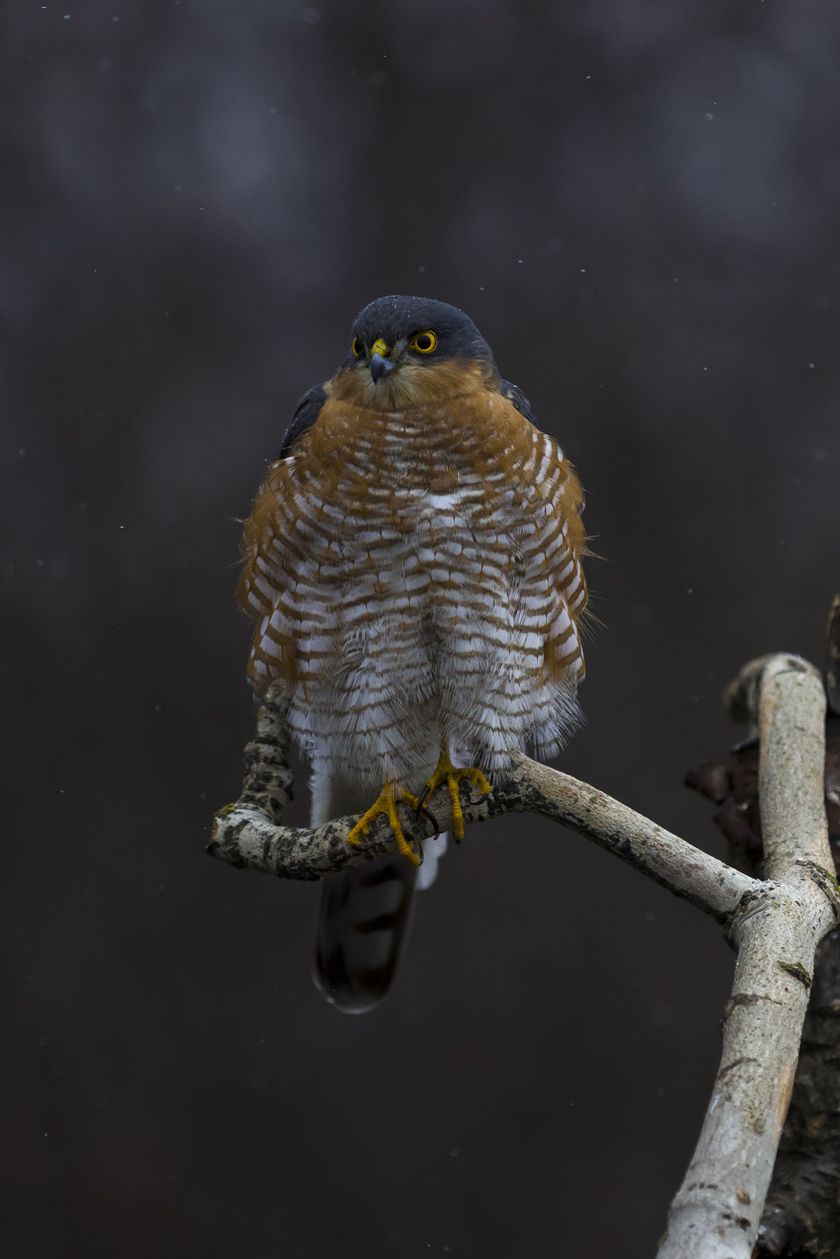 Ястреб перепелятник