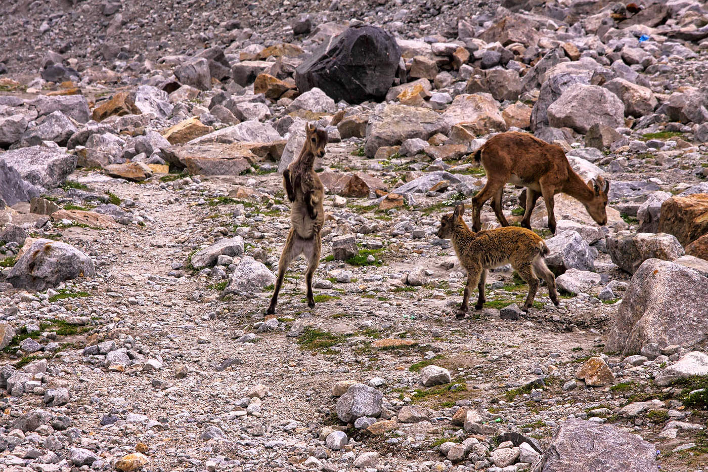 Танец юного тура