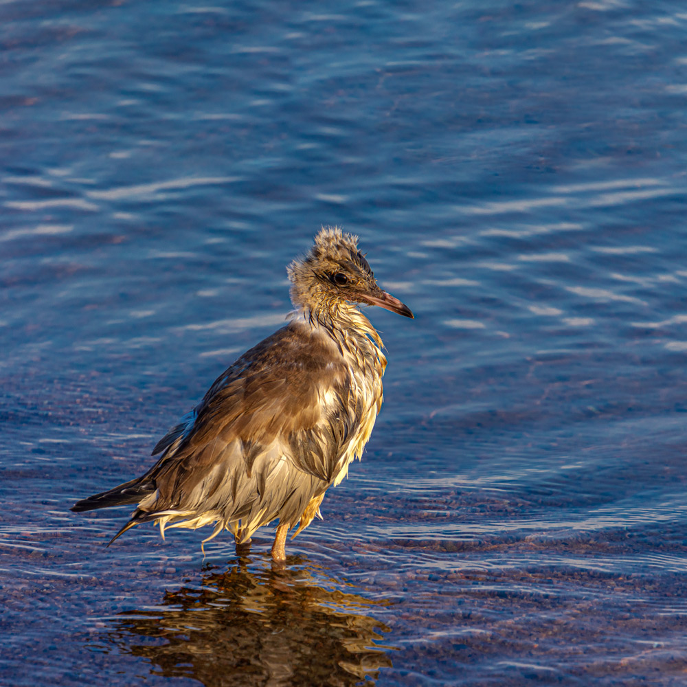 Накупался...