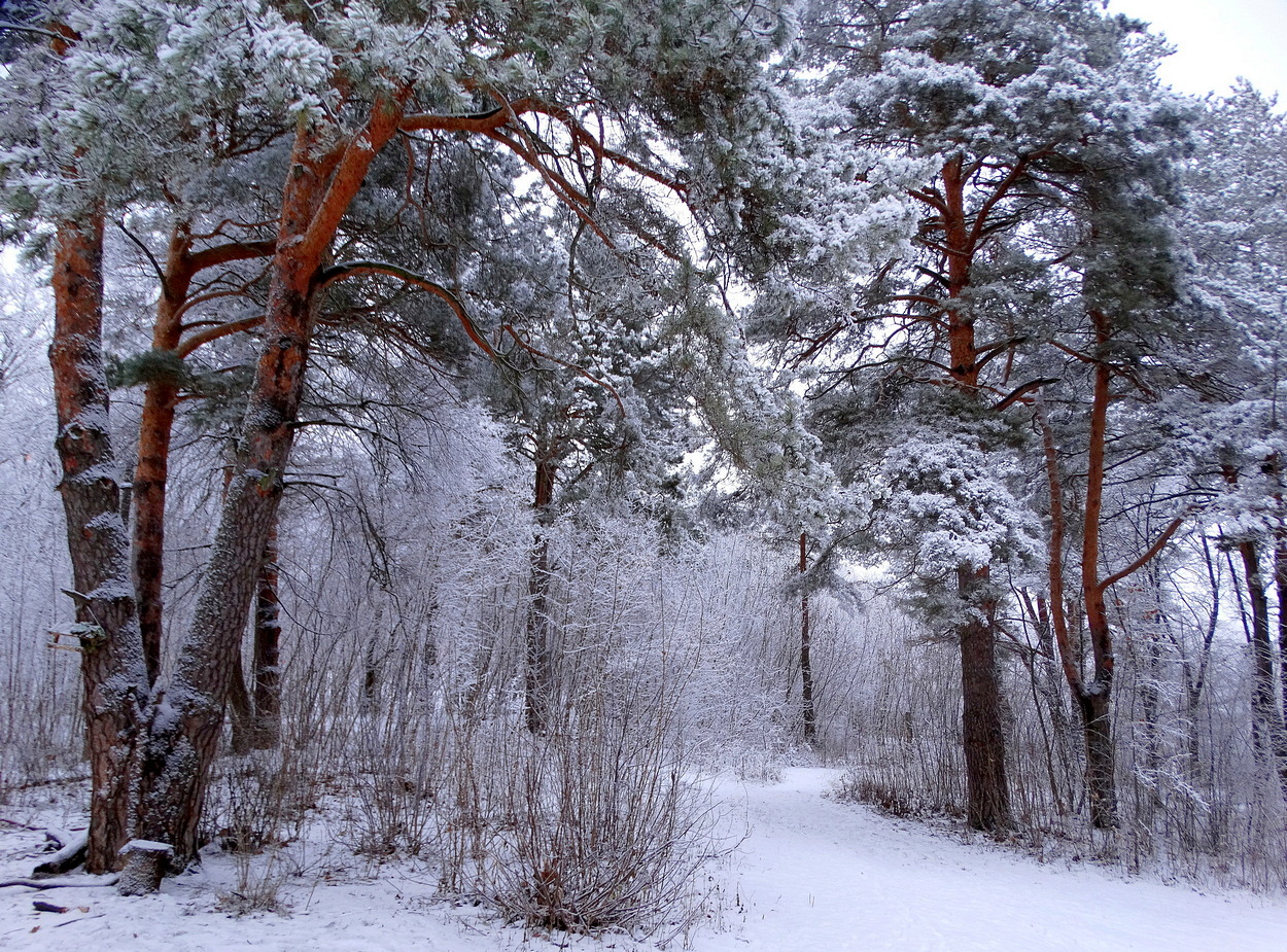 Вот и зима пришла в красоте
