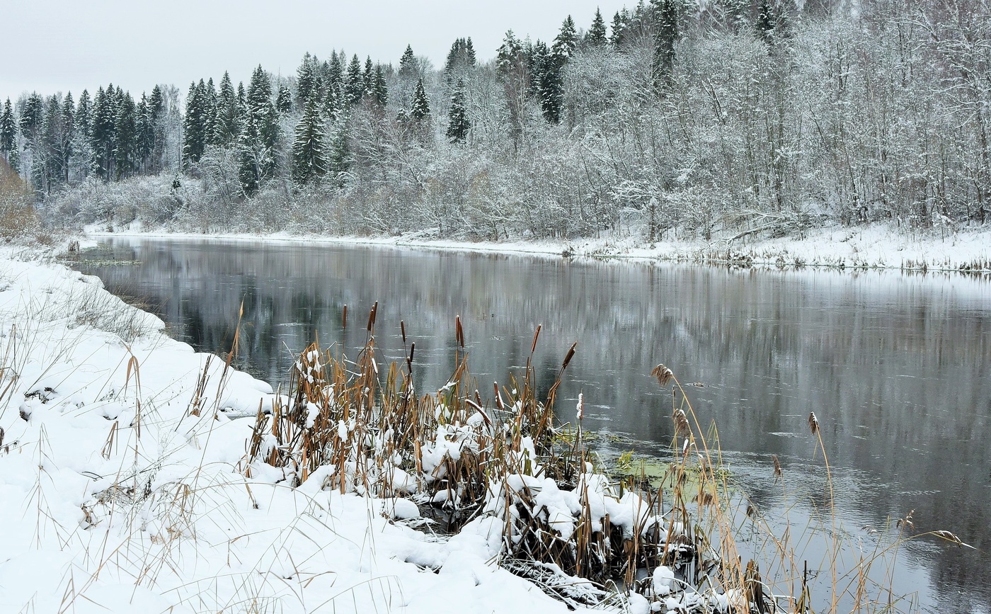 Камыш у зимней реки ...