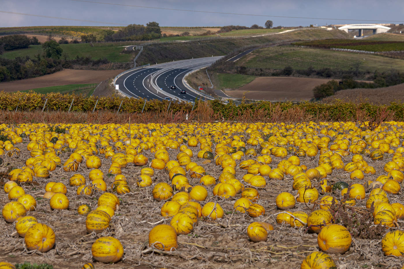Урожайный год