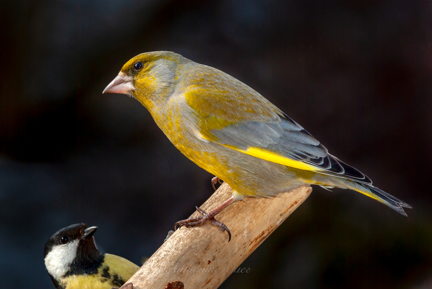 Зеленушка обыкновенная.