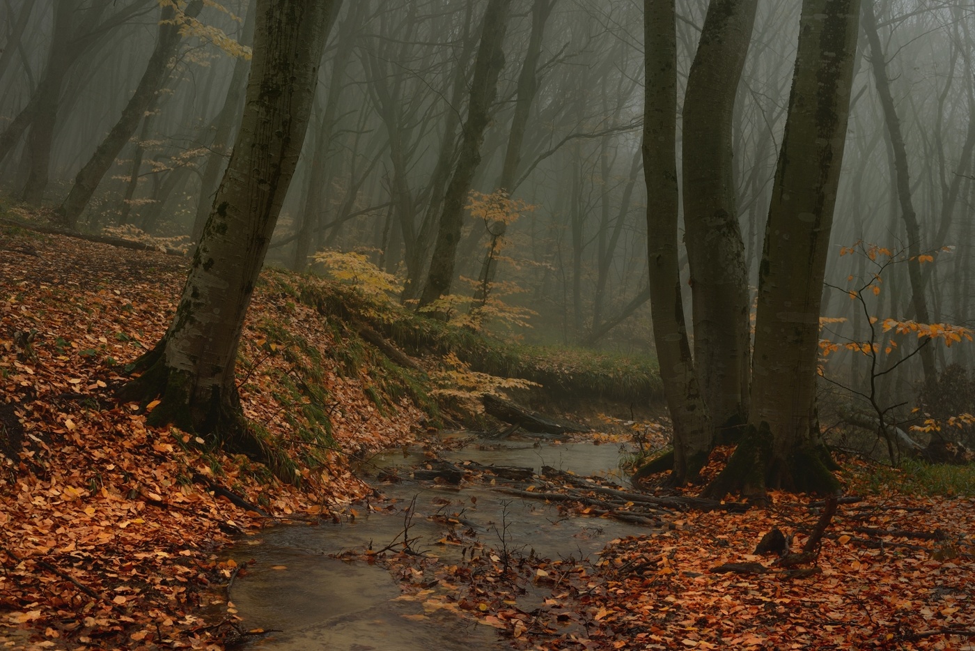 Туманное утро