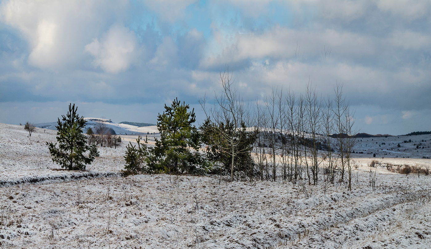 Ёлочная семейка