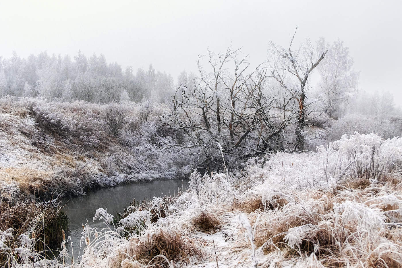 Седые ветви ноября