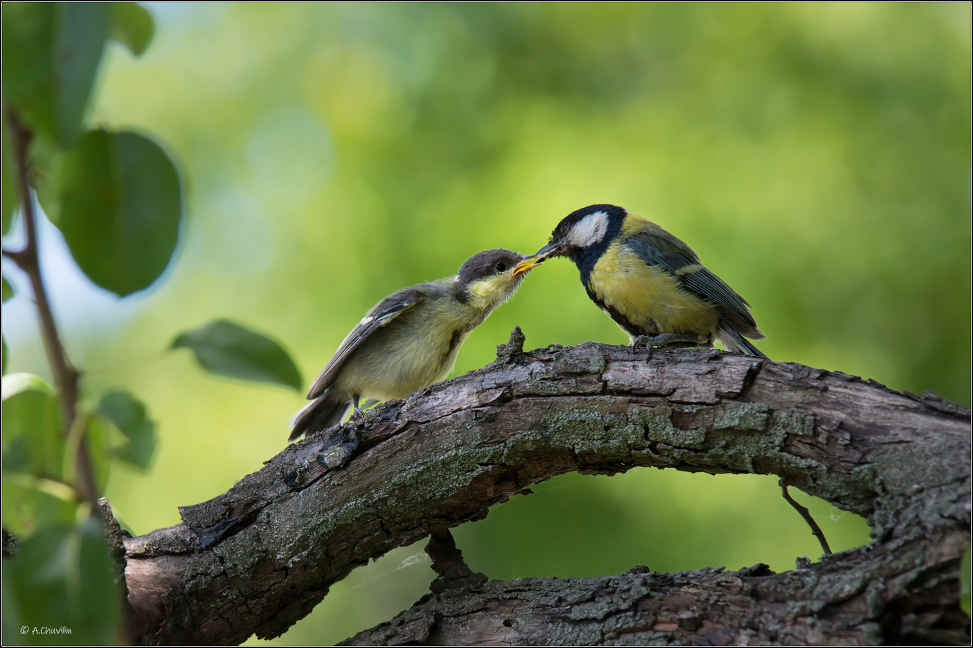 Летние заботы