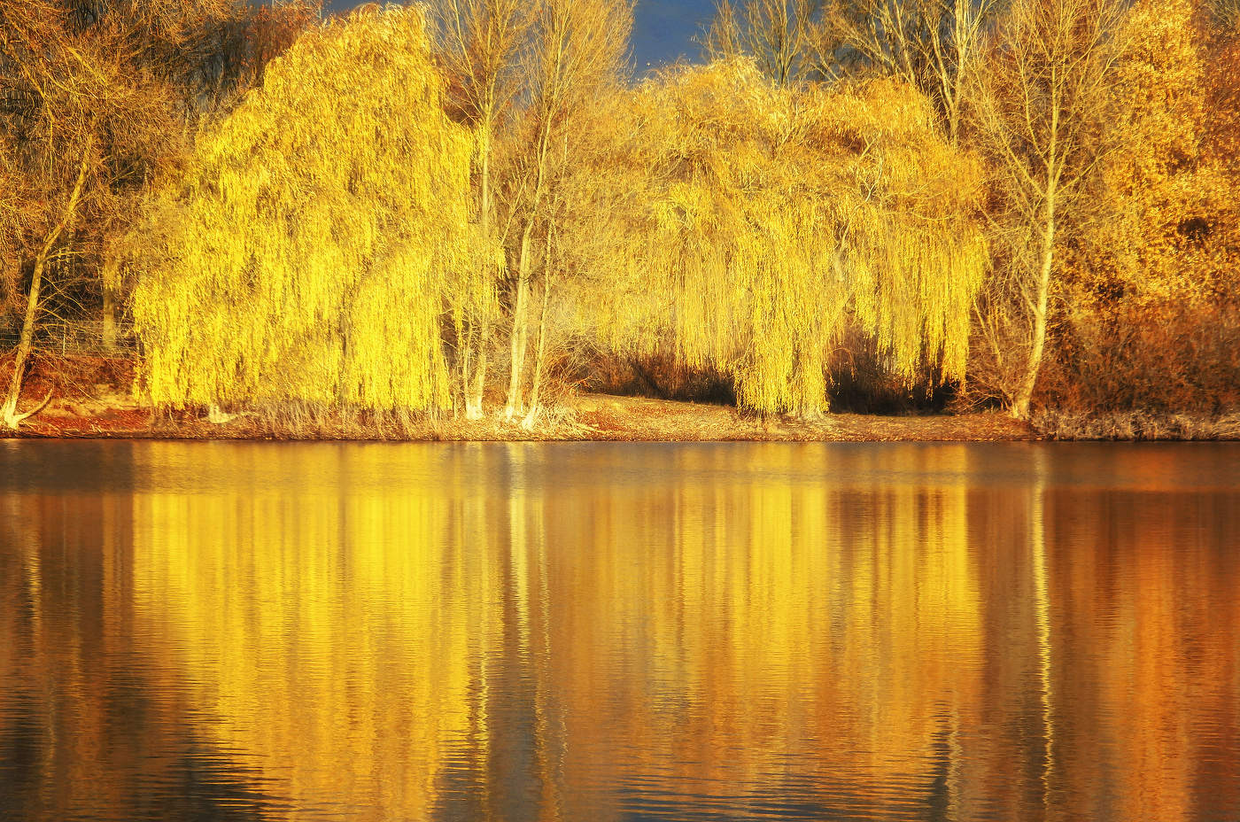 Ивы в золото одеты