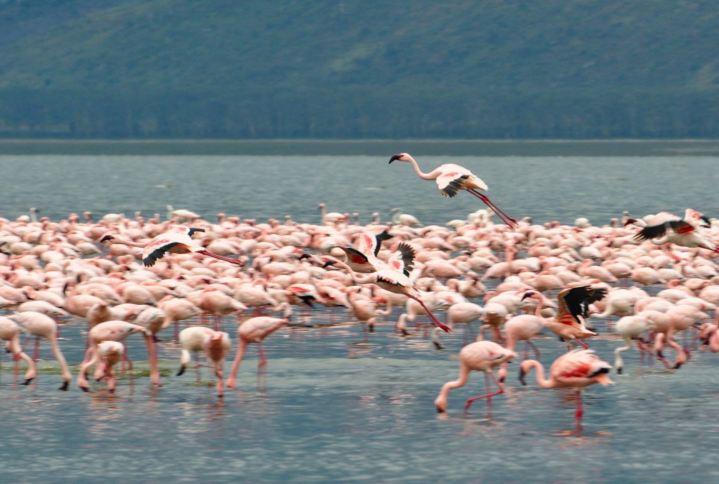 Фламинговый край