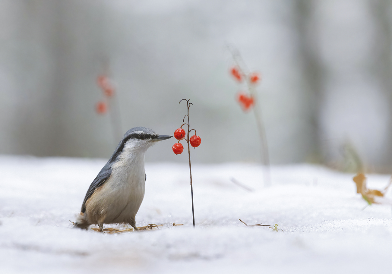 Припорошило