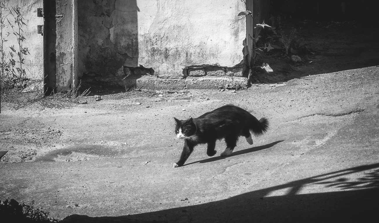 ... чужие здесь не ходяТ