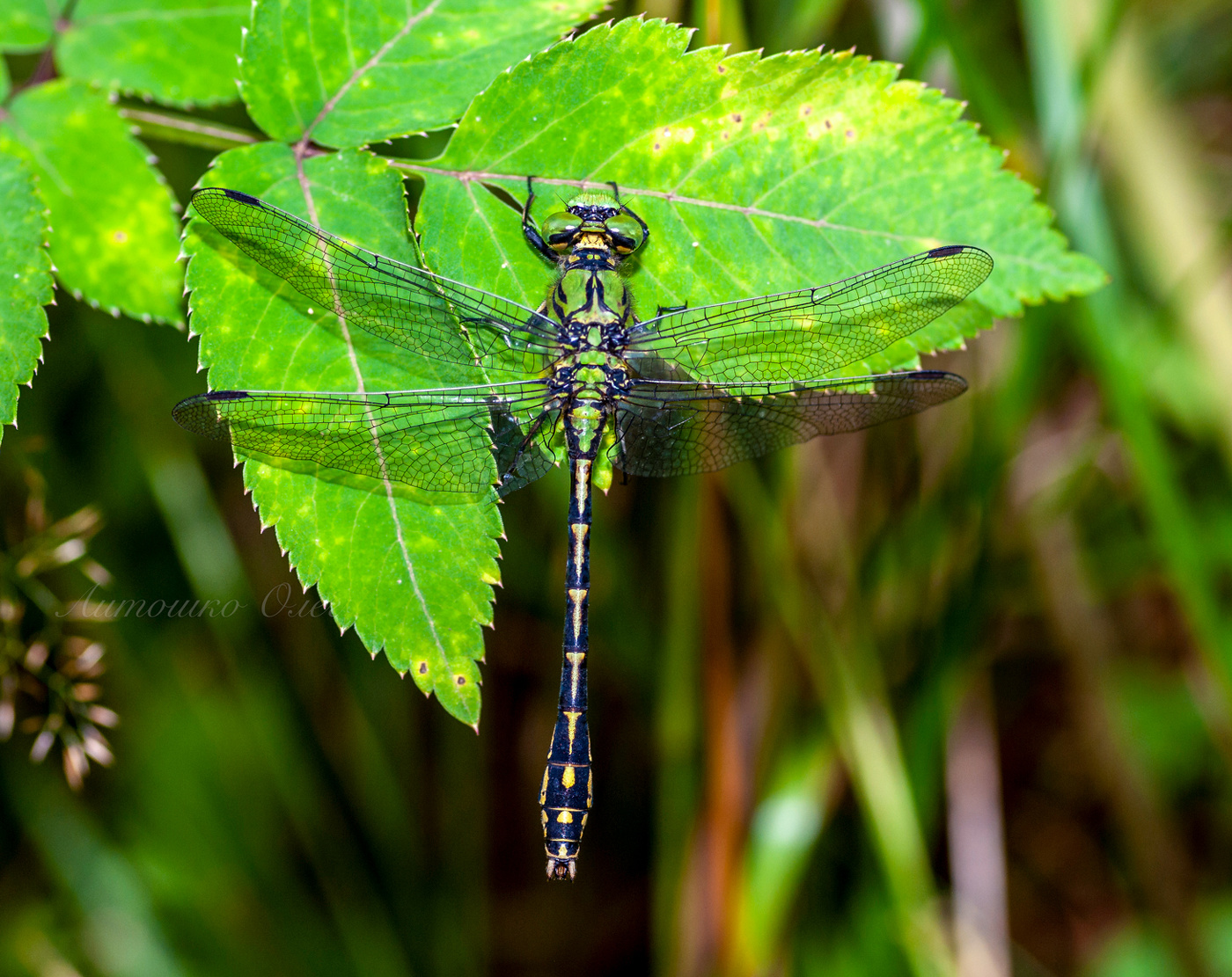 Булавобрюх.