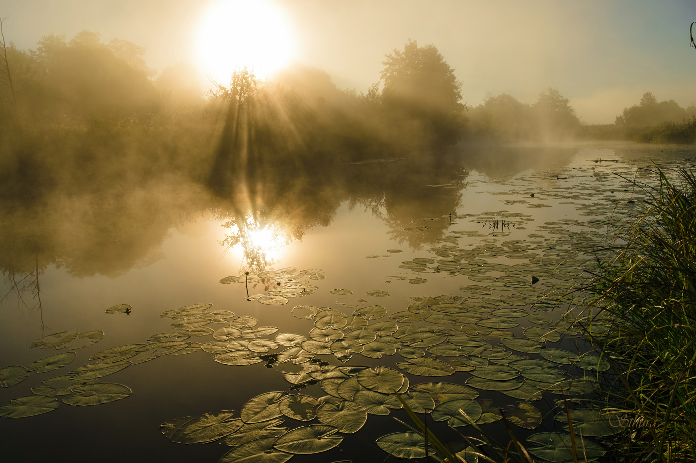 Туман на рассвете.