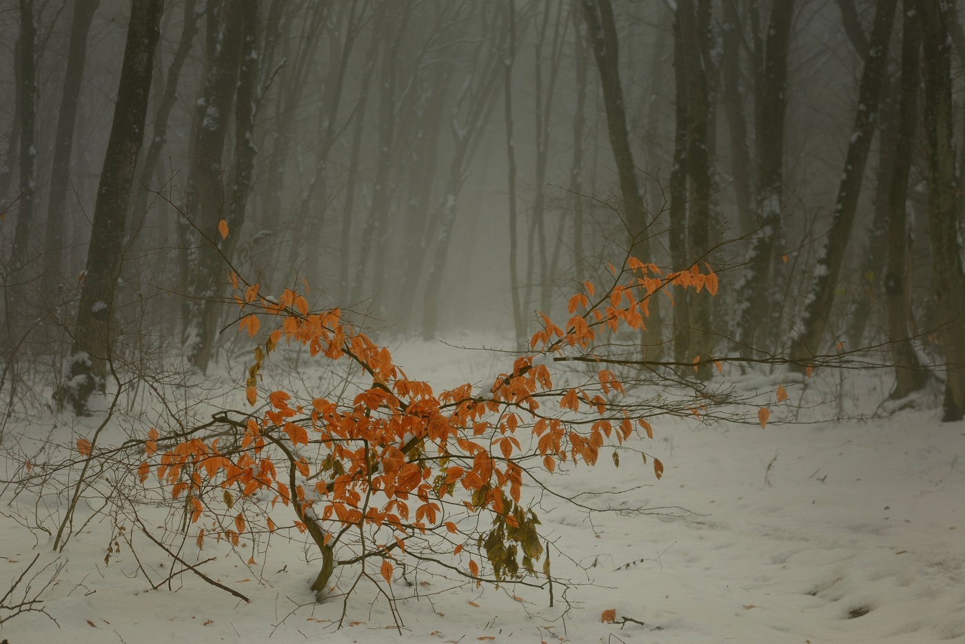Уходящая натура