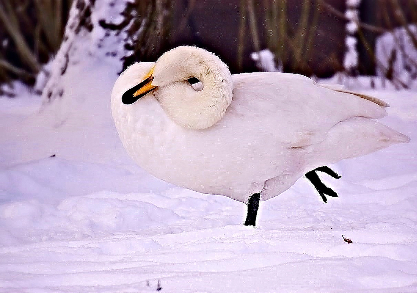 Нежданно выпал снег