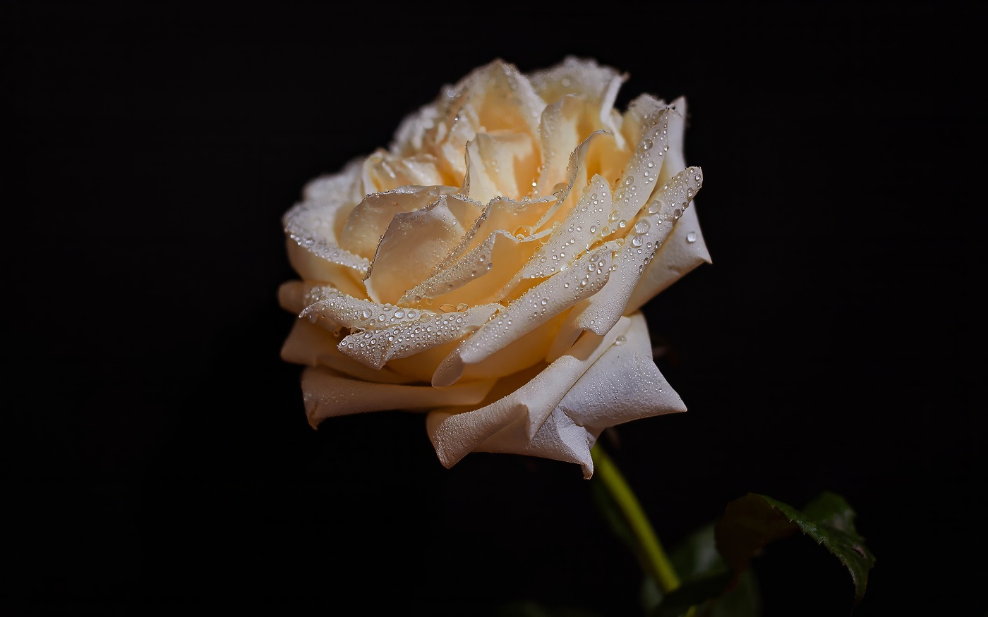 Роза будет розой. Даже если отрезать шипы.