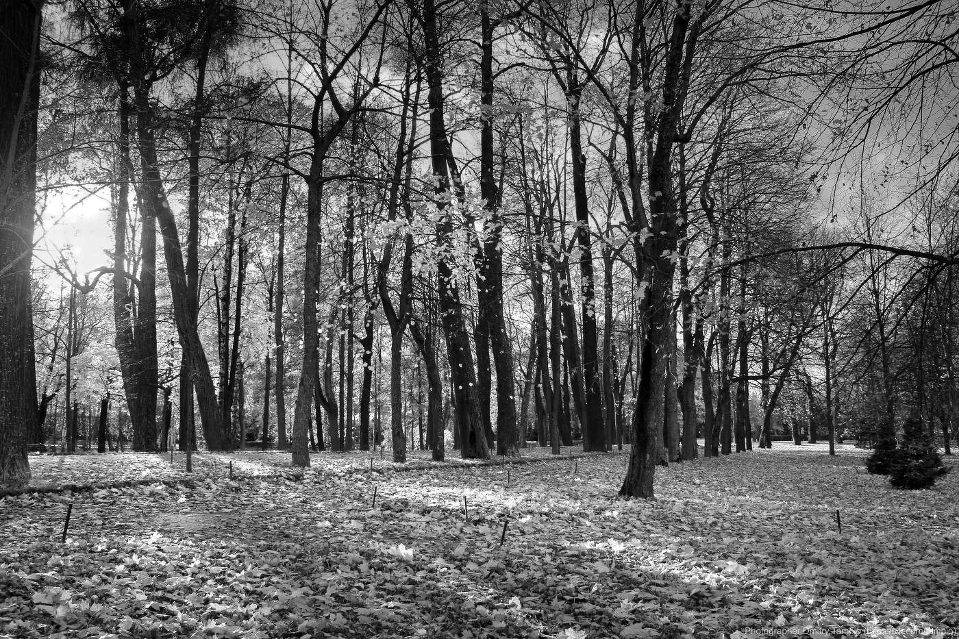 осенний парк