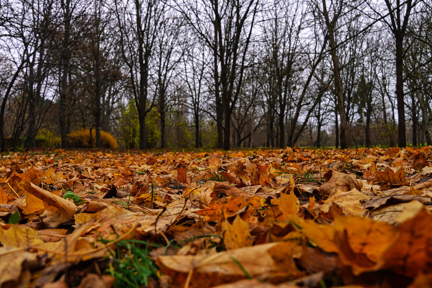 Осень. Ноябрь