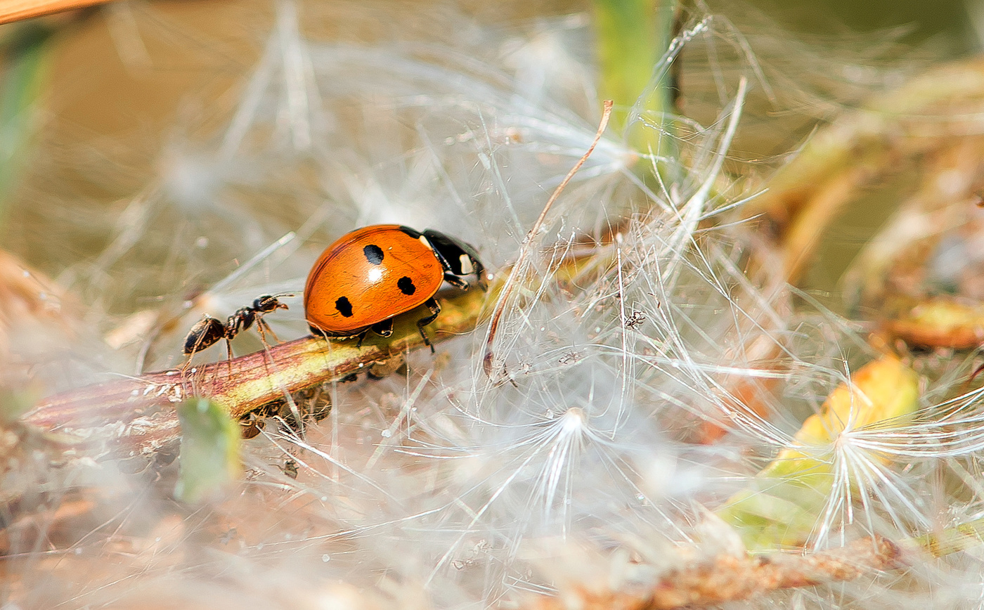 "Пастух и корова."