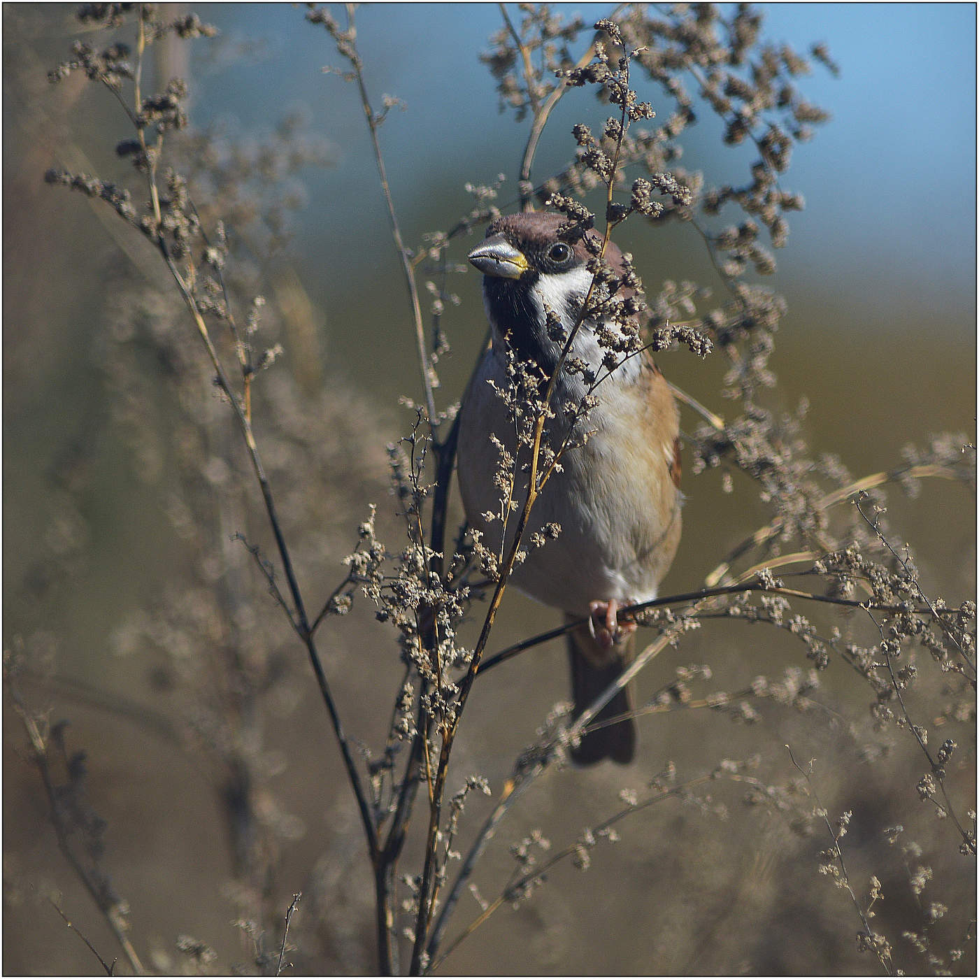 Бдительность