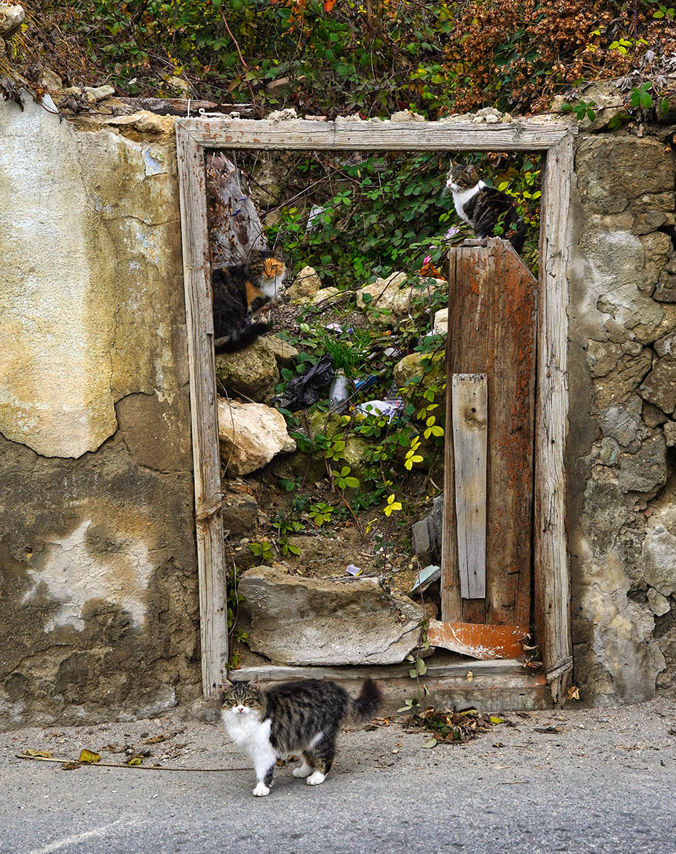 "Кошкин дом"