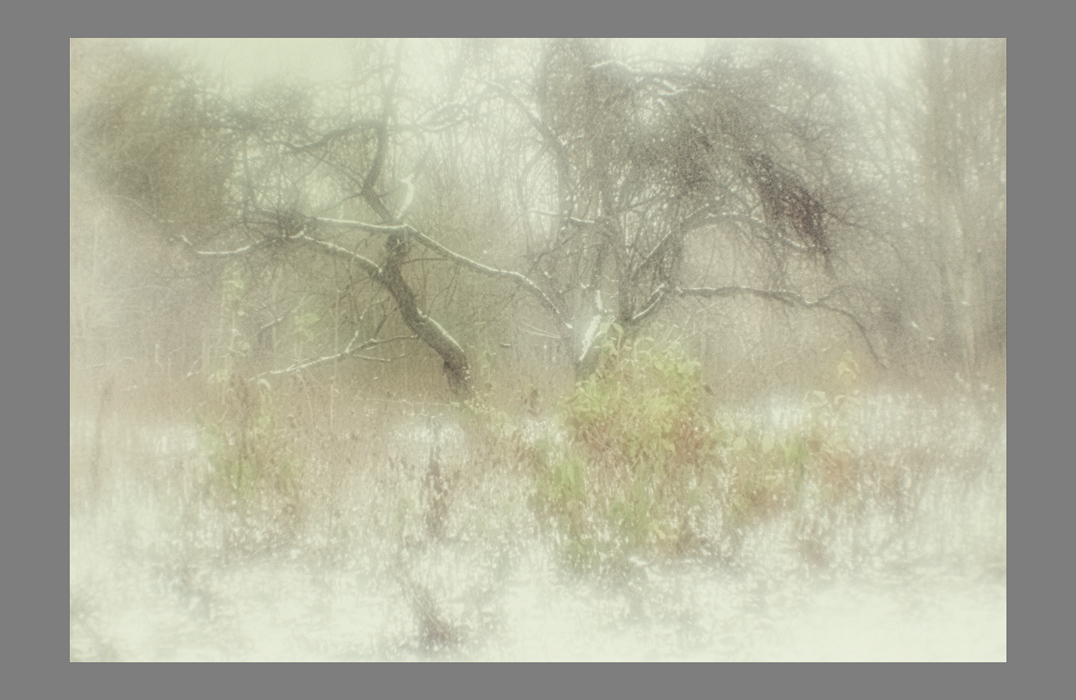 В парке. Начало зимы