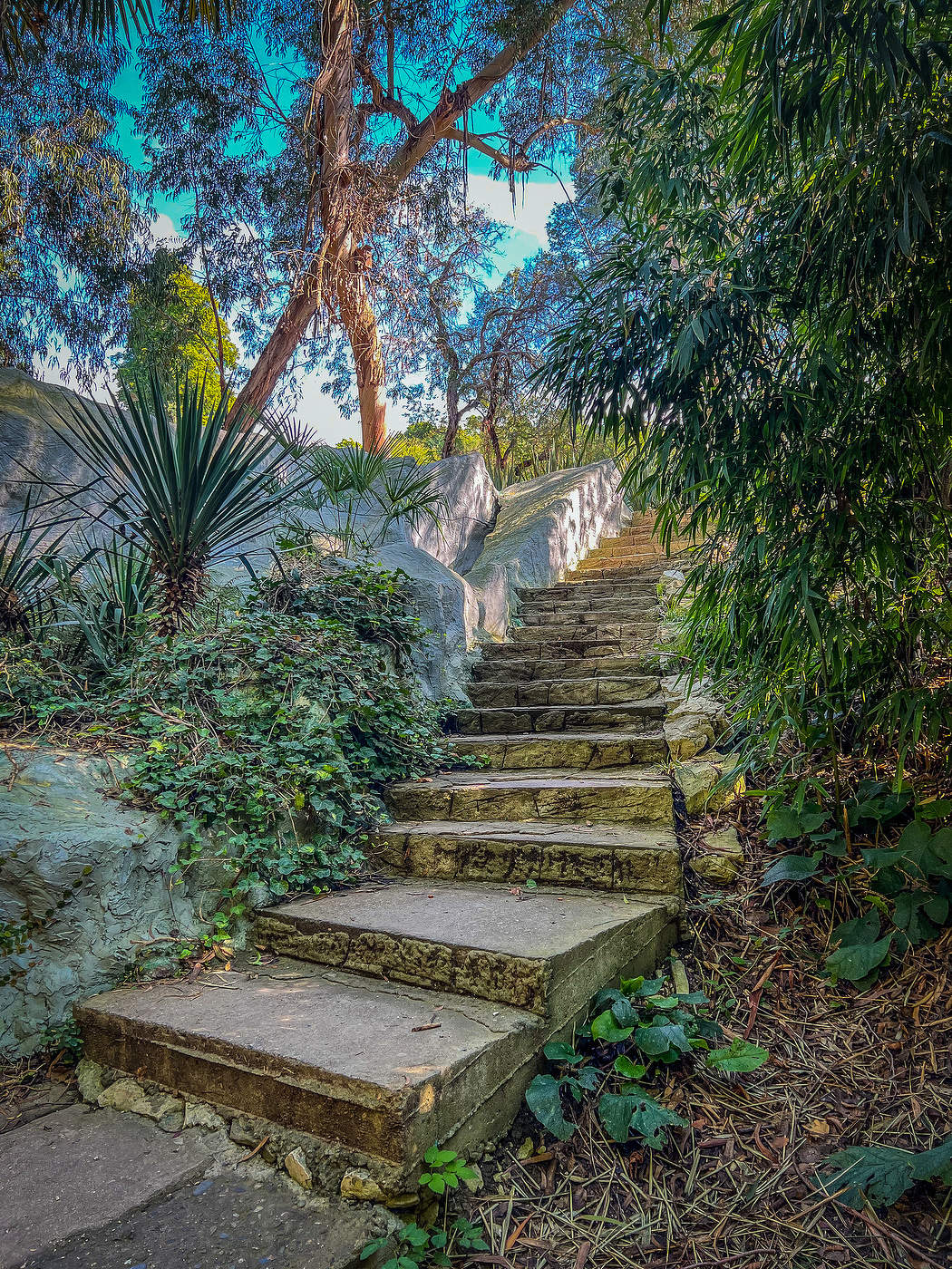 Лестница в джунглях