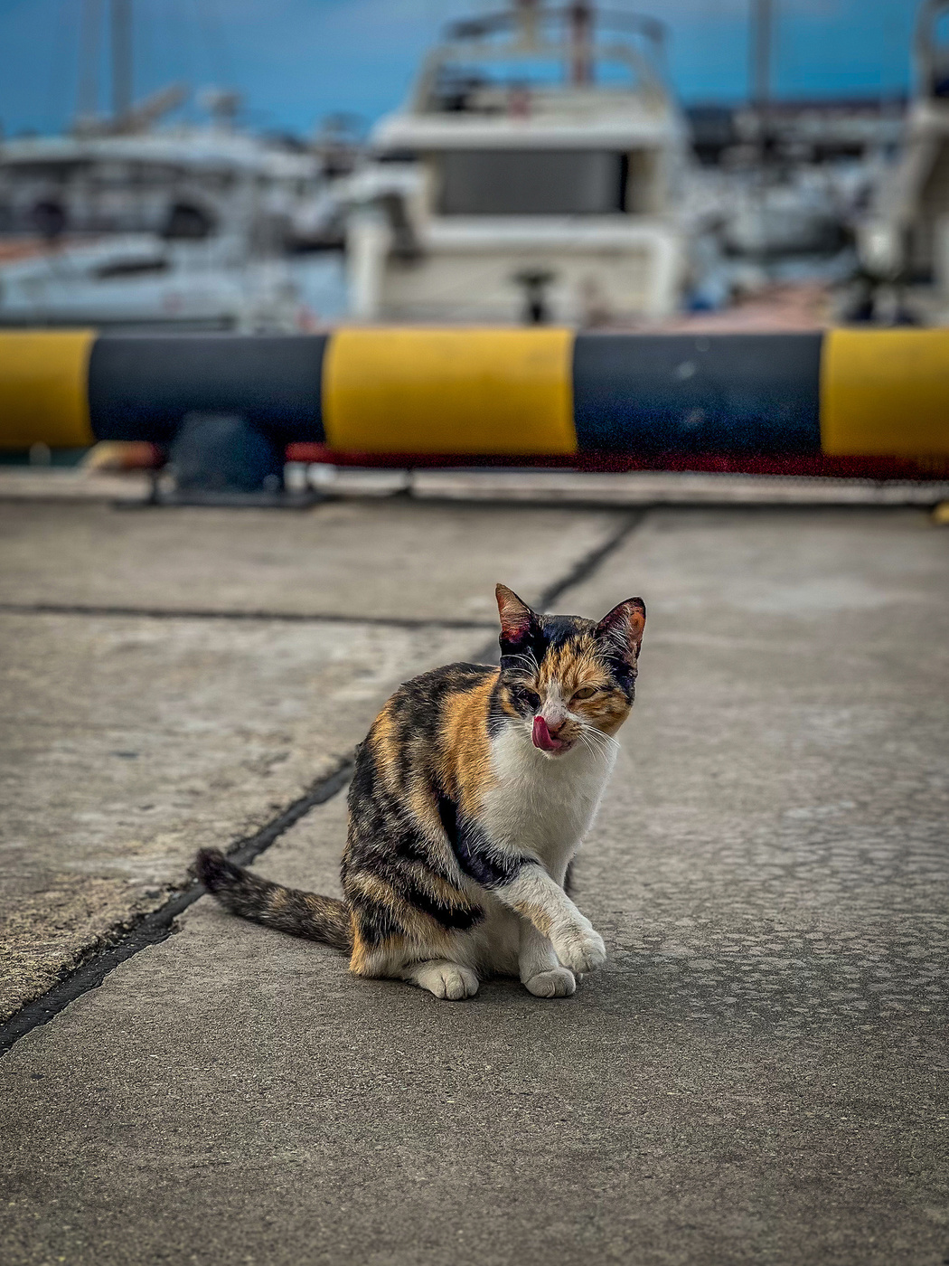 Пушистая пиратка на Морском вокзале