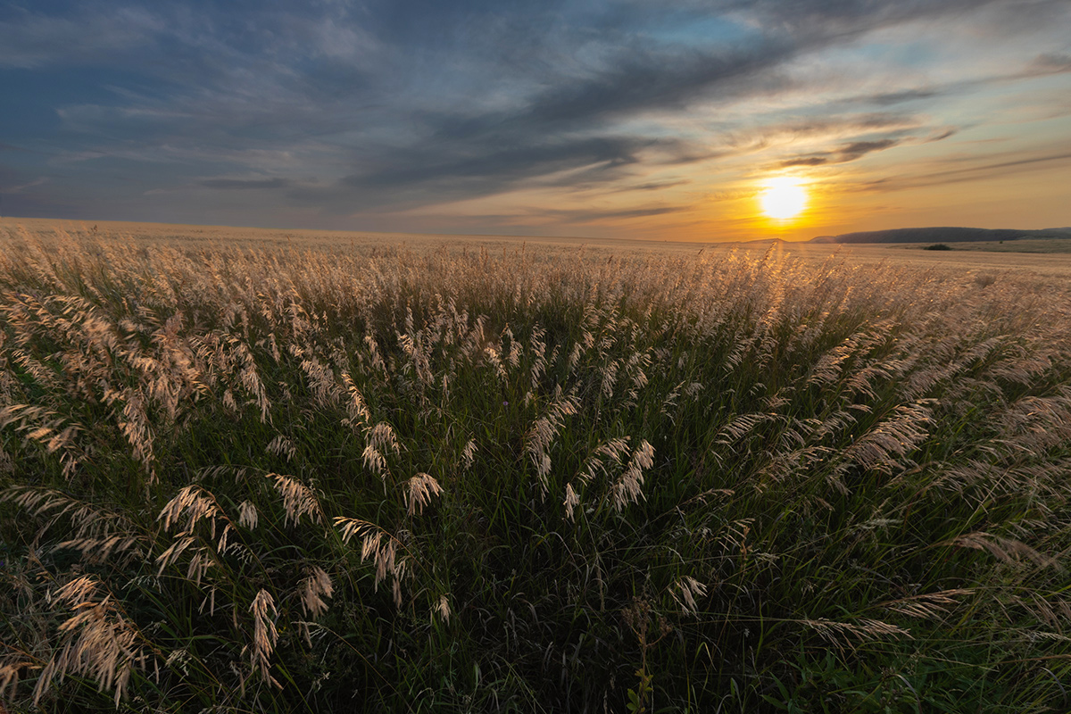 В вечерних травах