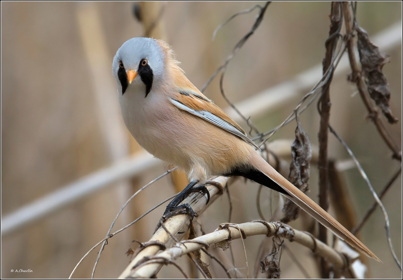 Усатый парень )