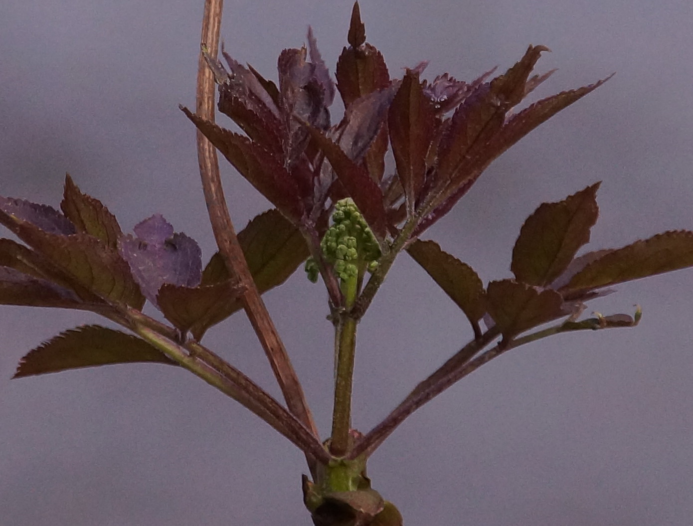 *Черная пятница