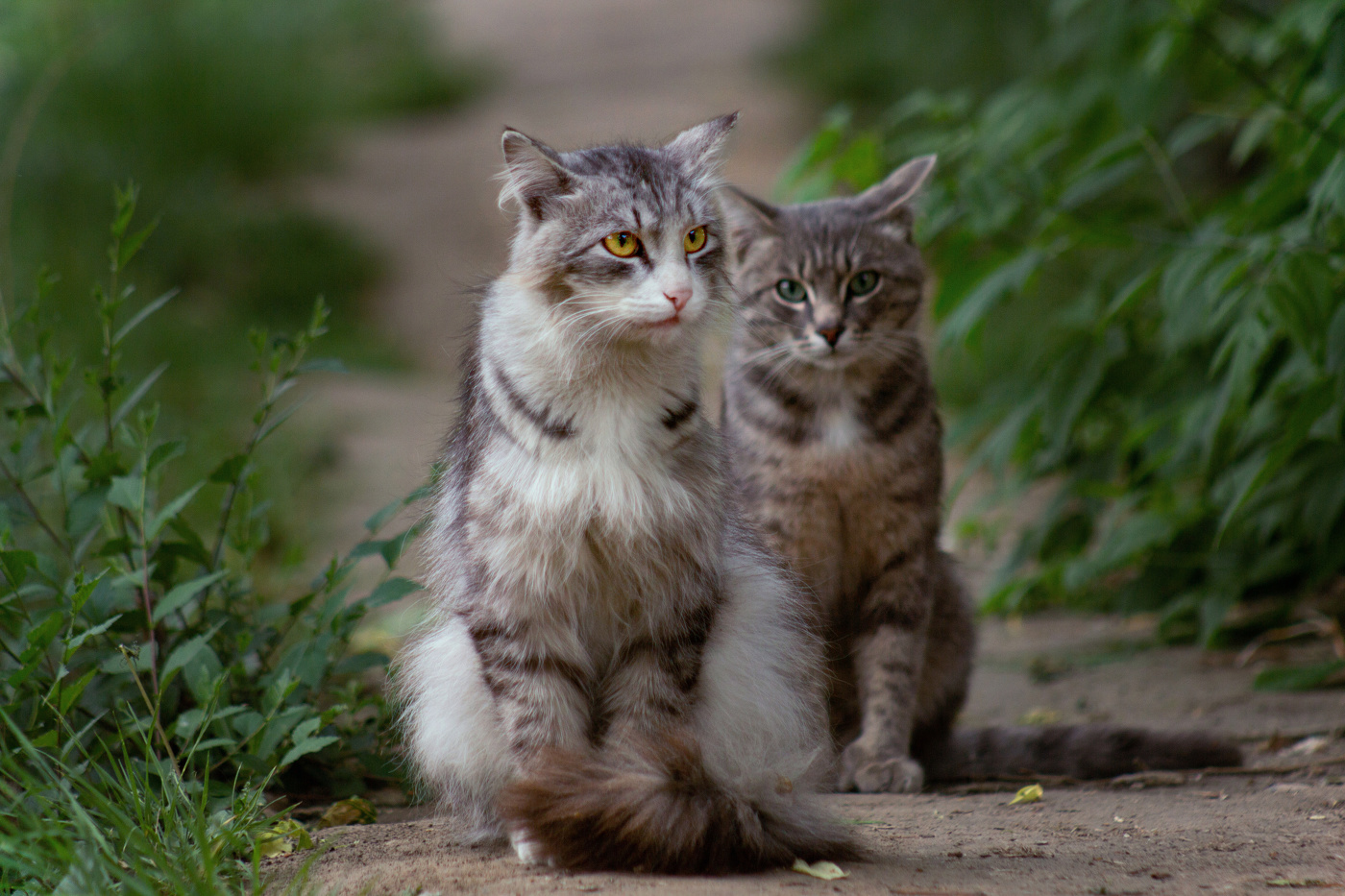 "Кошки на дорожке"