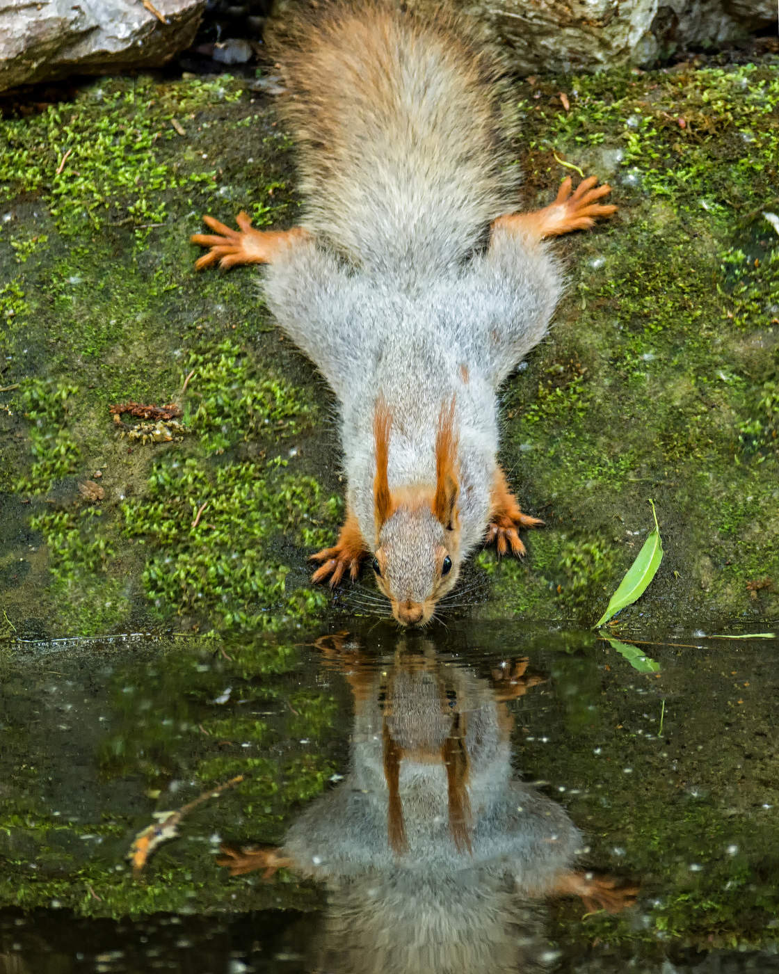 почти летяга..