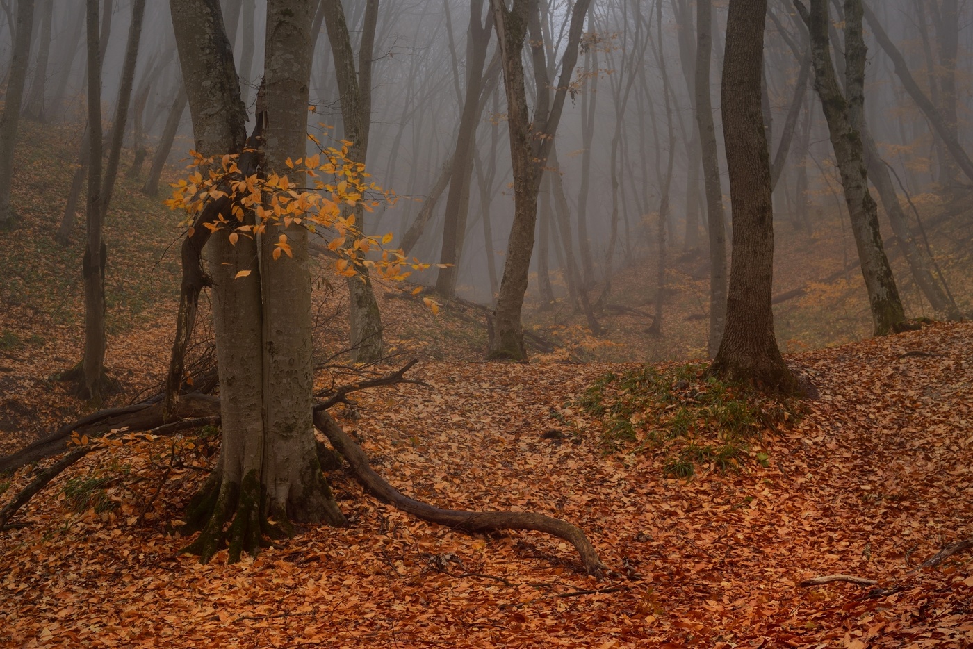 Осеннее утро