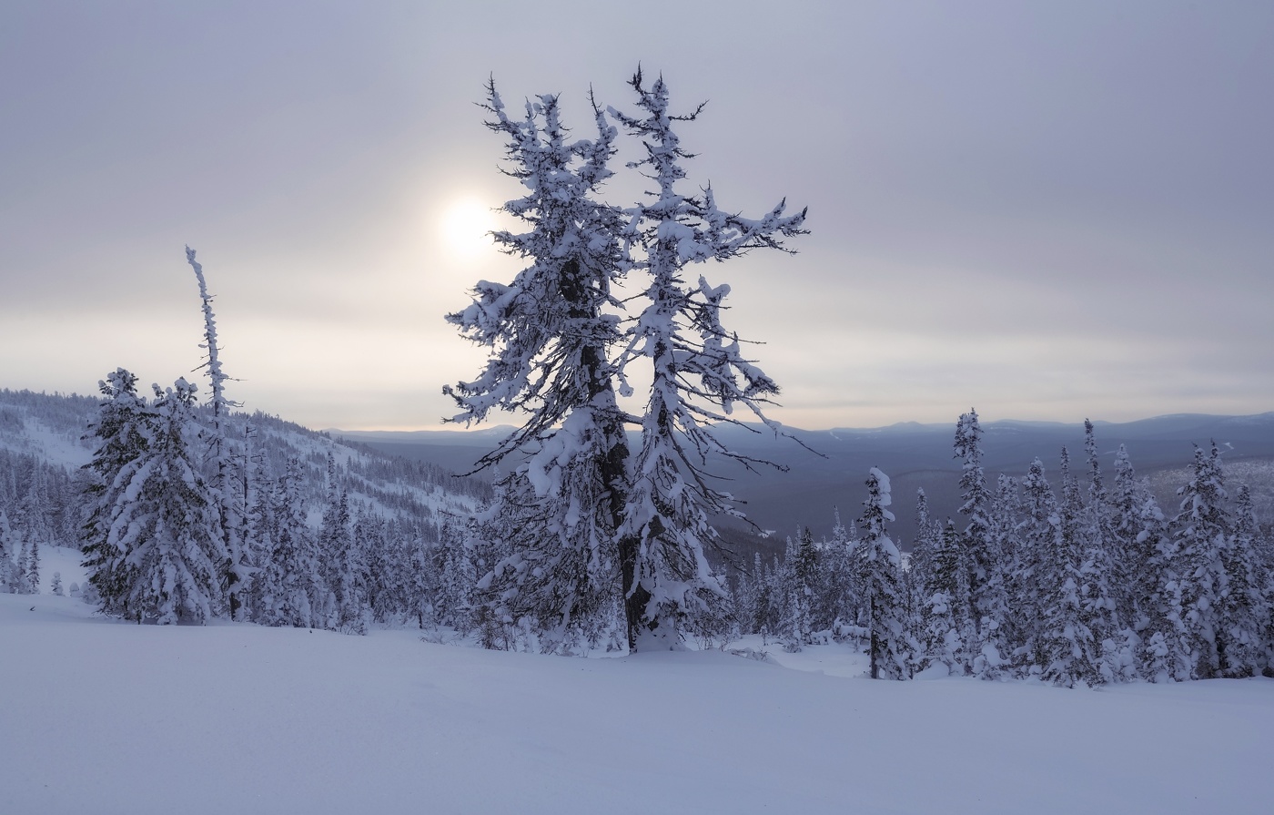 Таежное утро