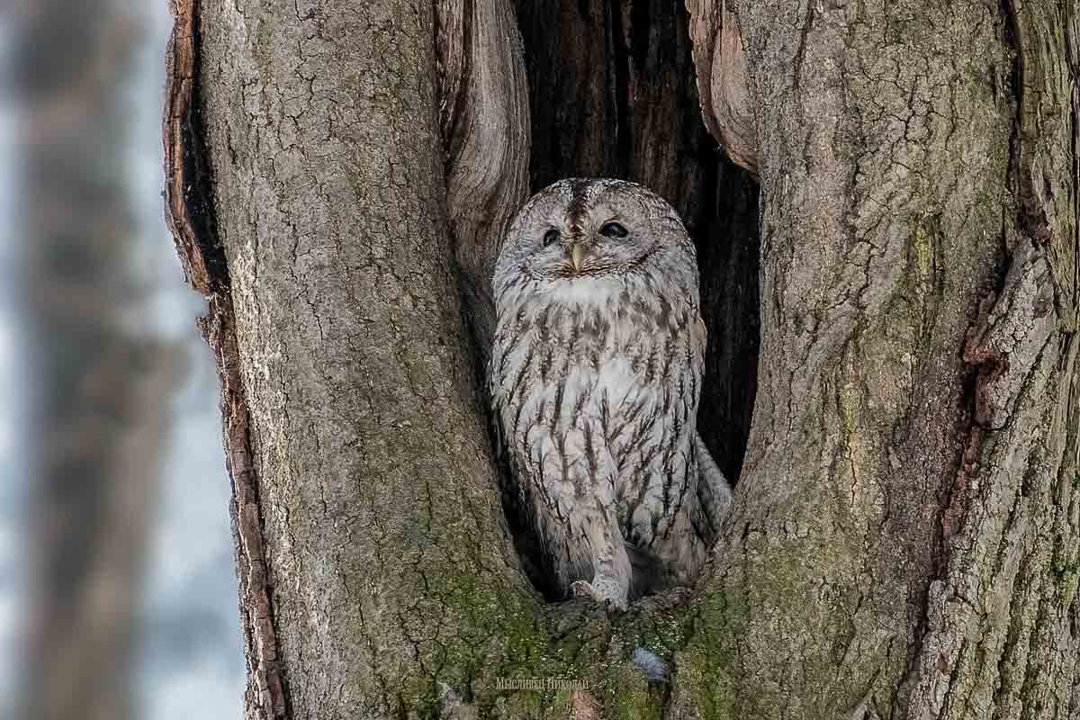 Серая неясыть.