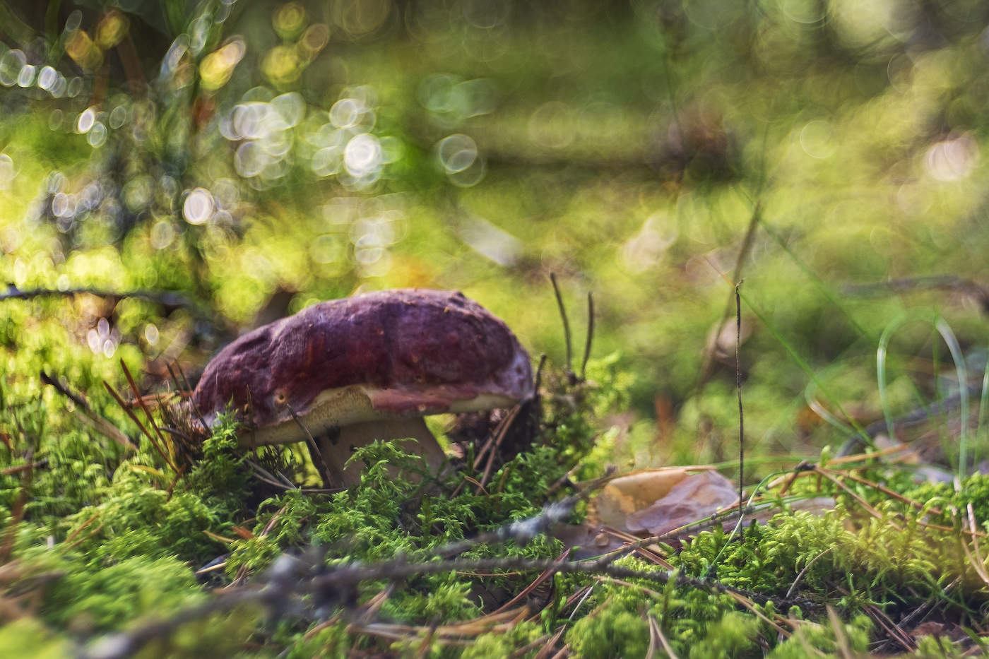 Грибная пора